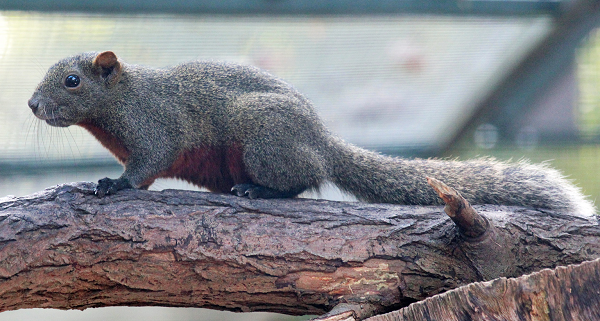 PallasSchönhörnchen Startseite LfU